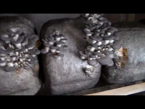 Видео: Штамм к-17.Оплошности грибовода.