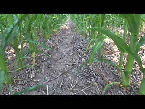 Видео: Кукуруза гибрид Фарадей фао 320 по No till после двух азотных подкормок