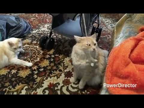 Видео: Пытаюсь растормошить котов от осенней спячки 😂