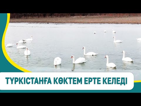 Видео: Түркістанға көктем ерте келеді