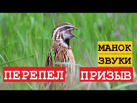 Видео: 🔊ГОЛОС (МАНОК) ПЕРЕПЕЛ ПРИЗЫВ 2