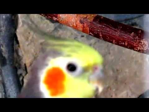 Видео: #Кореллы, как отличить самку от самца