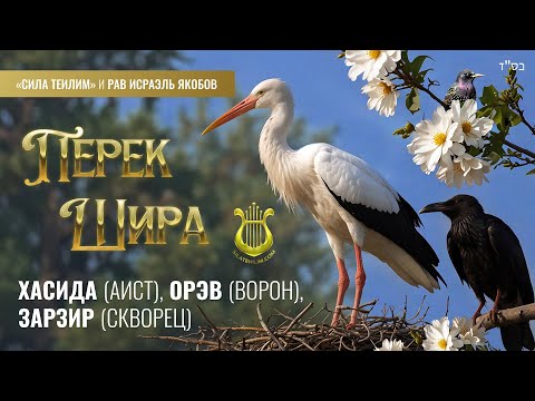 Видео: 🎻 Перек Шира. АИСТ, ВОРОН, СКВОРЕЦ. Урок 38. Рав Исраэль Якобов