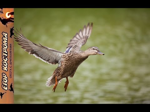 Видео: ОХОТА НА УТКУ В ПЕРЕЛЕТ. ОРЛОВСКИЕ ОЗЕРА. ТОПАР. 27-29 сентября 2019г.