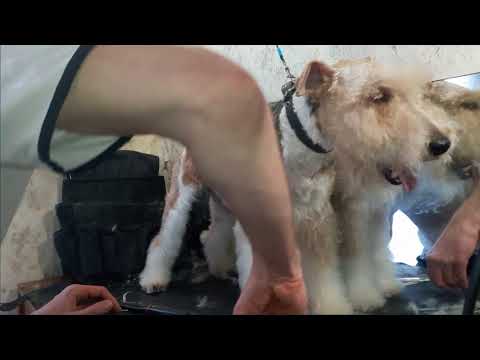 Видео: Канал "Я - Грумер". Фокстерьер. Частичный тримминг и стрижка. Часть 3. Fox terrier. Salon trimming.