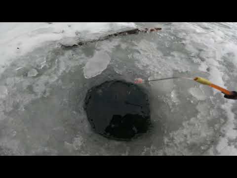 Видео: РЫБАЛКА НА РОТАНА
