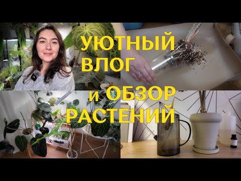 Видео: ПРОДОЛЖАЮ перестановки РАСТЕНИЙ | зимний ЦВЕТОЧНЫЙ влог: ПОЛИВ, пересадка и ОБЗОР