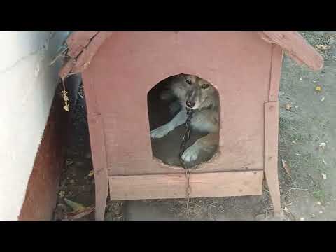 Видео: Голубы .Буся  Бим  и радио 