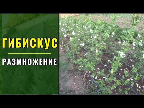 Видео: Гибискус - размножение.