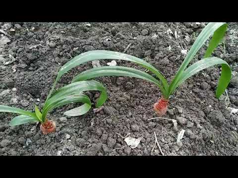 Видео: Сажаю растения в огород в открытый грунт. Часть 1