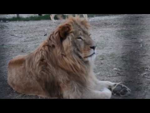 Видео: ЛЕВ  ЧУК  ! Истории наших  питомцев ! Тайган .Крым .