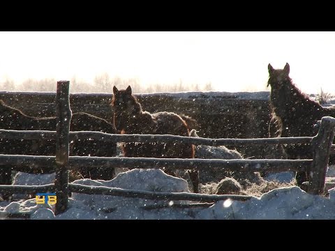 Видео: Личное подворье Хамзы Абдуллы