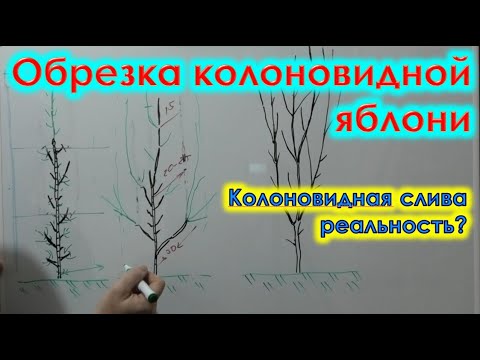 Видео: Как ОБРЕЗАТЬ колоновидные деревья. Формировка КОЛОНОВИДНЫХ ЯБЛОНЬ.