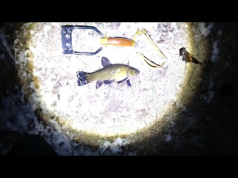 Видео: Slingshot в мороз. Царская рыба на рогатку!