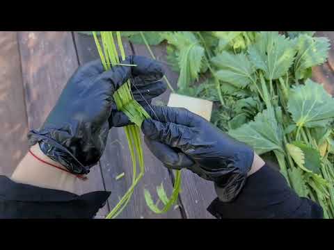 Видео: Как делали наши прабабушки: добываем волокно из крапивы (кудель)