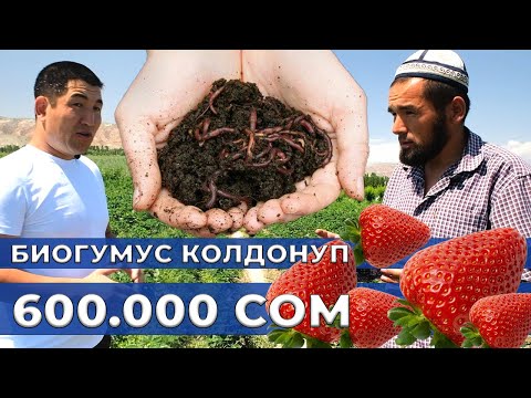 Видео: БИОГУМУСТУ кантип ТУУРА КОЛДОНУУ керек! Бир күндө 60.000 сом тапкан дыйкан!