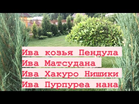 Видео: ИВЫ в саду 🌳 Кардинальная стрижка ивы козьей Пендула 🙄 Уход, обрезка, подкормка 🌳