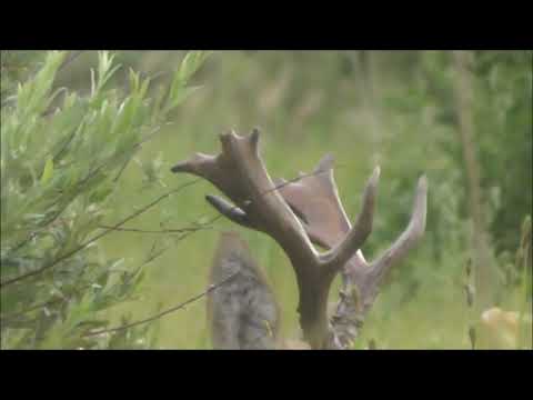 Видео: Шикарные и необычные рога. Трофейный самец Сибирской косули. Das Trophäe-Männchen eines Reh.