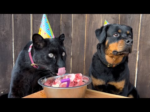 Видео: День рождения Вензы🐕🎉/ Праздник у пантеры Луны