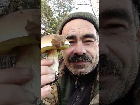 Видео: Лес - грибы. Разведка