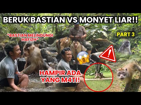 Видео: Дикий обезьяна в лесу бросает вызов обезьяне Бастиану?! Кемпинг Часть 3