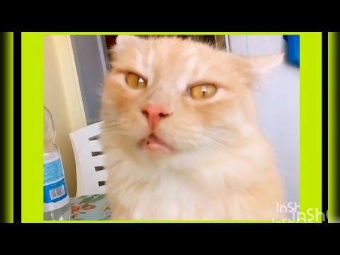 Видео: СТОРОЖЕВОЙ КОТ БЕЛЯШ И ГОСТЬ  АРАВИЙСКИЙ МАУ КОТ МУРРИ. 