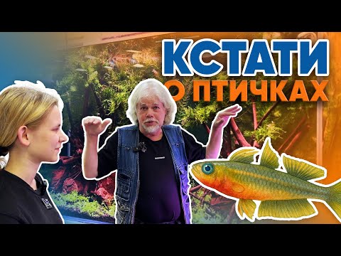 Видео: Аквариумные истории из ЭКЗОМЕНЮ (24.10.2025). Кстати о птичках.