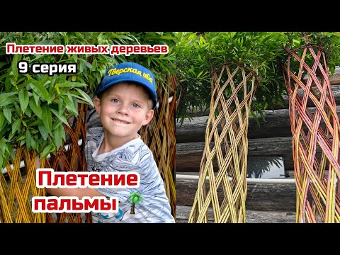 Видео: Тверская ива. Мастер класс. Плетение пальмы. 9 серия.
