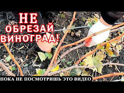 Видео: СЕКРЕТ успешной ОБРЕЗКИ куста ВИНОГРАДА на РЕКОРДНЫЙ УРОЖАЙ! Двух, трех  и даже 15-летнего винограда