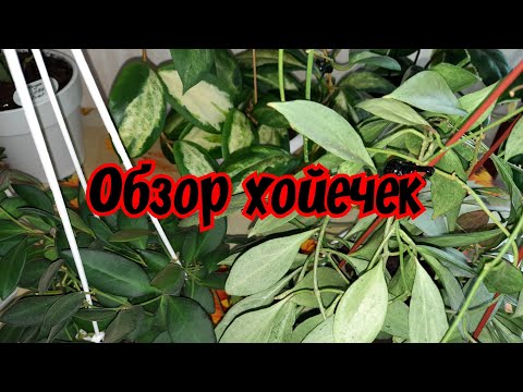 Видео: Обзор хойечек