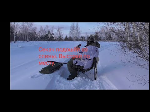 Видео: Охота на кабанов Секач за спиной Выстрел с разворота
