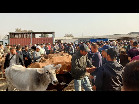 Видео: НОХИЯИ ДУСТИ МОЛБОЗОРИ ЧОРШАНБЕ 18.09.2024.г