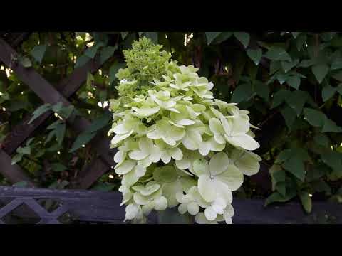 Видео: #Метельчатыегортензии  сорта с ранним цветением.