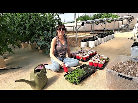 Видео: Пересадка гидропонных томатов, посадка микрозелени и тепличные проекты