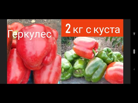 Видео: Перец Геркулес F 1 больше 2 кг с куста.