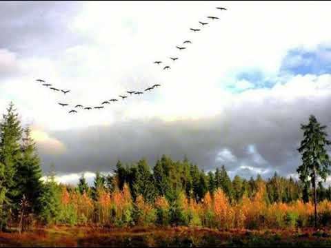 Видео: " Журавли" на стихи Н. Рубцова исп .Маргарита Казанкина