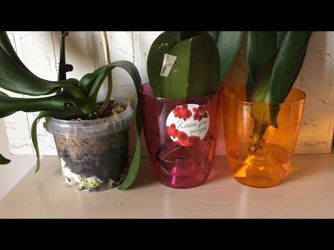 Видео: Приятный ШОК!!! Результаты реанимации орхидей без корней во мхе и над водой. Куча корней и детка!!!