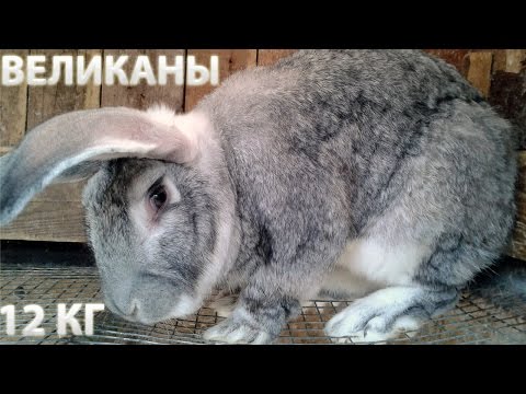 Видео: Кролиководство: самые лучшие породы кроликов и кролики великаны.