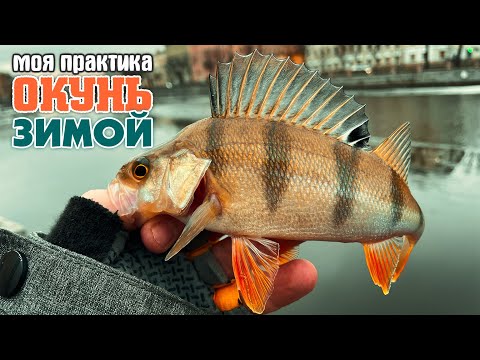 Видео: СЕКРЕТЫ Ловли Капризного ОКУНЯ! Конец ЯНВАРЯ! НаноДжиг и ДропШот - Советы и Тактики ловли! #окунь