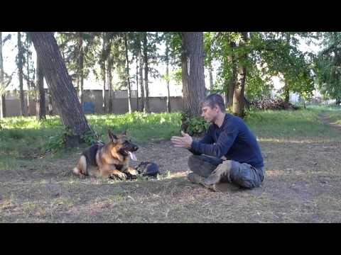 Видео: Охрана вещи.  Начальный тренинг.