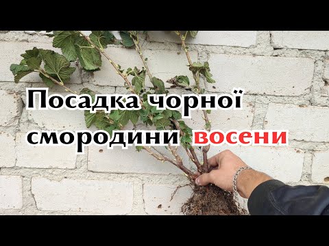 Видео: Осіння посадка саджанців смородини|Як правильно посади саджанець смородини восени?|Що класти у ямку?
