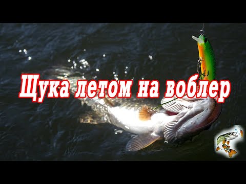Видео: Спиннинг, берег, твичинг, воблеры летом