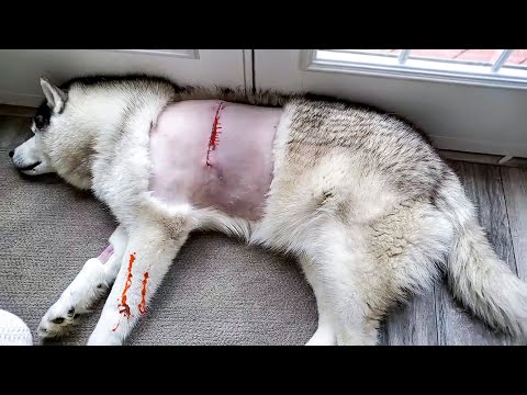 Видео: БЕДА! Травма у Собаки во время ГРОЗЫ! МАЙК в Ветклинике!