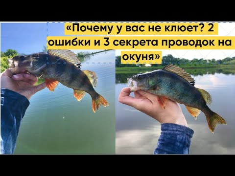 Видео: «Почему у вас не клюет? 2 ошибки и 3 секрета проводок на окуня»