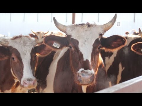 Видео: Мясная ферма «Агропарк Развильное»: содержание КРС, комбикормовая станция «Восход», осмотр техники