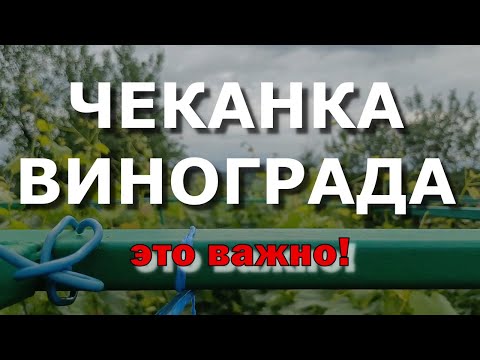 Видео: Чеканка винограда. Когда проводить? Для чего нужна? #виноград #сад #виноградник