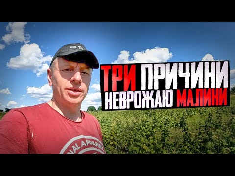 Видео: ❌ТРИ ПРИЧИНИ ЧОМУ НЕ БУЛО ВРОЖАЮ МАЛИНИ. ТЕПЕР БУДЕ✅ Заробіток грошей на малині.