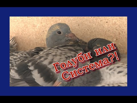 Видео: система