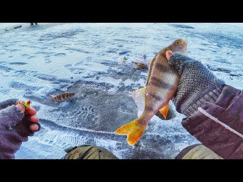 Видео: Фартовая лунка или уловистый балансир? Рыбалка на окуня по первому льду