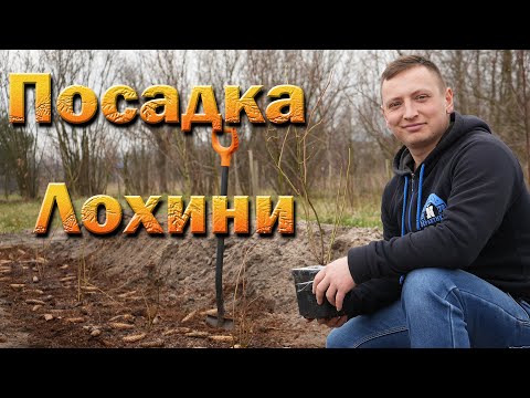 Видео: Посадка лохини траншеєю. Як підготувати субстрат для лохини.